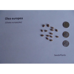 OLIWKA EUROPEJSKA Olea europea