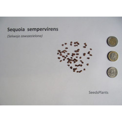 SEKWOJA ZAWSZEZIELONA Sequoia sempervirens