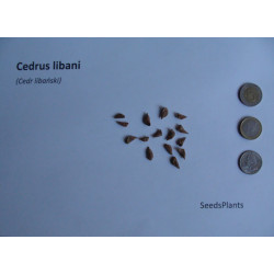 CEDR LIBAŃSKI Cedrus libani