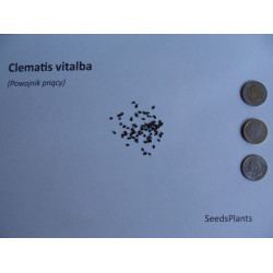 POWOJNIK PNĄCY Clematis vitalba