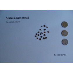 JARZĄB DOMOWY Sorbus domestica