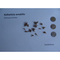 KOLKWICJA CHIŃSKA  Kolkwitzia amabilis