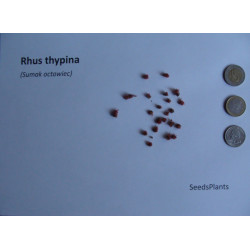 Rhus thypina