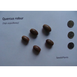 Quercus robur