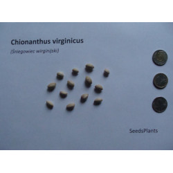 ŚNIEGOWIEC WIRGINIJSKI Chionanthus virginicus