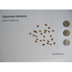 KALINA HORDOWINA Viburnum lantana