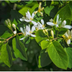 KRUSZYNA POSPOLITA Frangula alnus