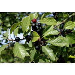 KRUSZYNA POSPOLITA Frangula alnus