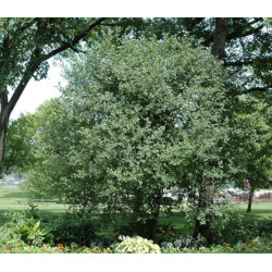 KRUSZYNA POSPOLITA Frangula alnus