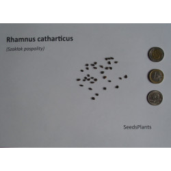 SZAKŁAK POSPOLITY Rhamnus catharticus