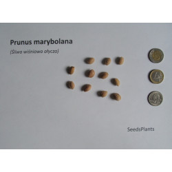 ŚLIWA WIŚNIOWA AŁYCZA Prunus marybolana