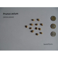 Prunus avium