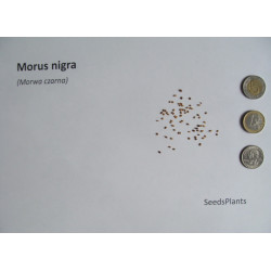 MORWA CZARNA Morus nigra
