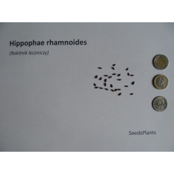 ROKITNIK LECZNICZY Hippophae rhamnoide