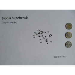 EWODIA CHIŃSKA Evodia hupehensis