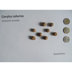 LESZCZYNA TURECKA Corylus colurna