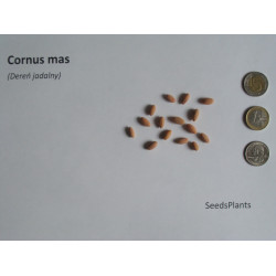 DEREŃ JADALNY Cornus mas