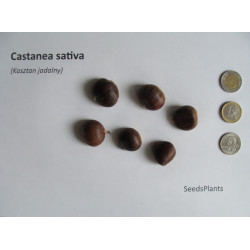 KASZTAN JADALNY Castanea sativa