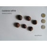 KASZTAN JADALNY Castanea sativa