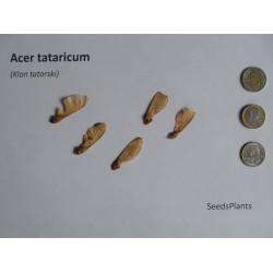 KLON TATARSKI Acer tataricum