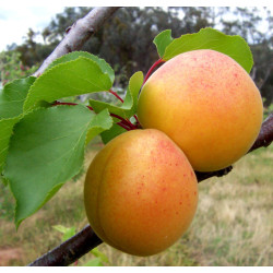 MORELA POSPOLITA  Prunus armeniaca