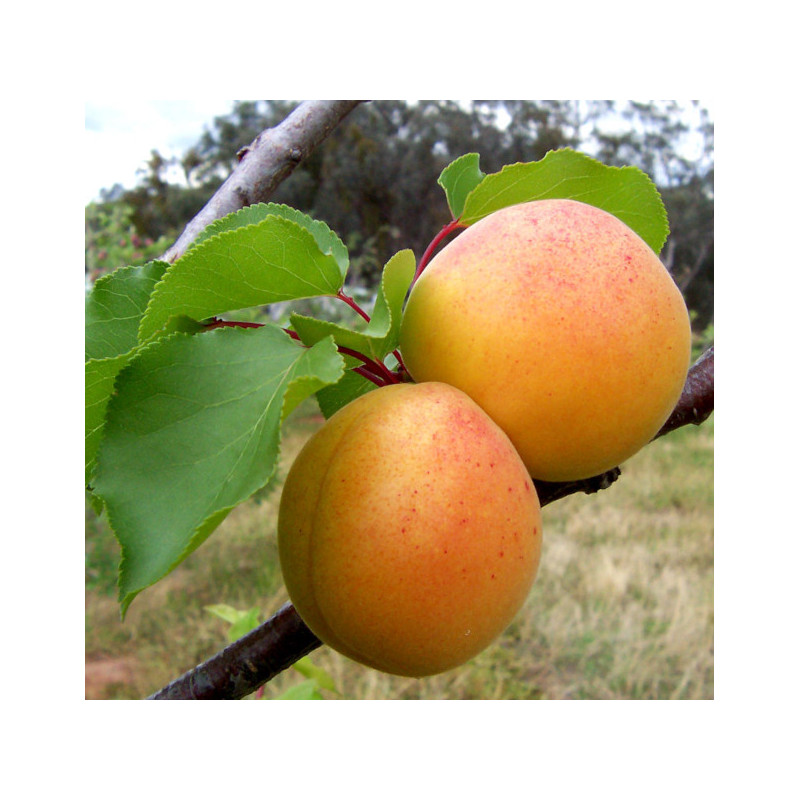 MORELA POSPOLITA  Prunus armeniaca