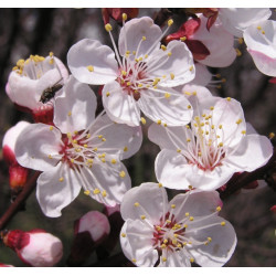 MORELA POSPOLITA  Prunus armeniaca