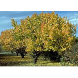 MORELA POSPOLITA  Prunus armeniaca