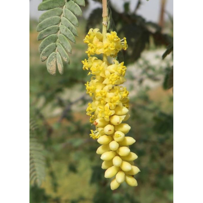 PROSOPIS CINERARIA Prosopis cineraria