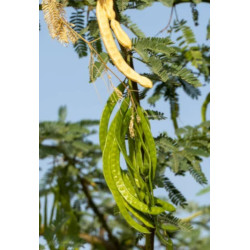 PROSOPIS CINERARIA Prosopis cineraria