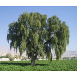 PROSOPIS CINERARIA Prosopis cineraria