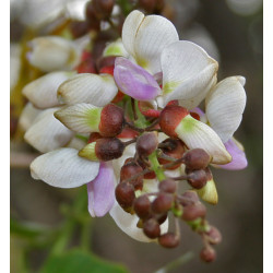 GARDENIA JAŚMINOWATA Pongamia pinnata