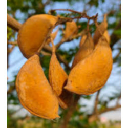 GARDENIA JAŚMINOWATA Pongamia pinnata