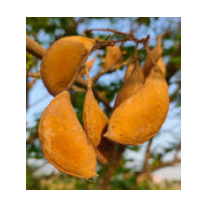 GARDENIA JAŚMINOWATA Pongamia pinnata