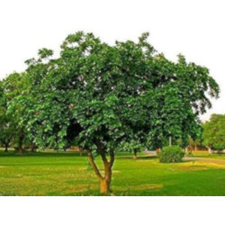 GARDENIA JAŚMINOWATA Pongamia pinnata