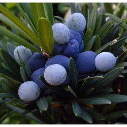 Podocarpus makrophyllus