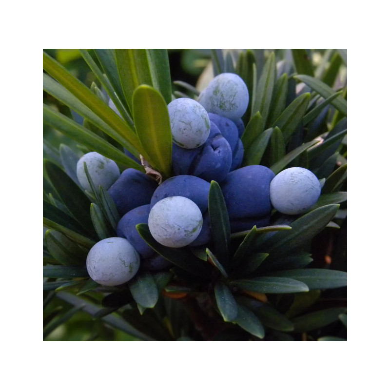 Podocarpus makrophyllus