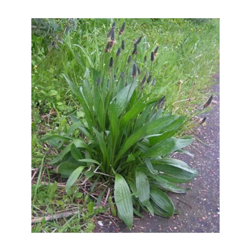BABKA JAJOWATA Plantago ovata