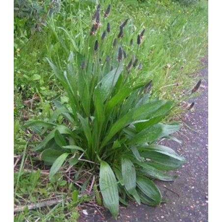 BABKA JAJOWATA Plantago ovata