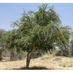 TAMARYNOWIEC MANILSKI Pithecellobium dulce