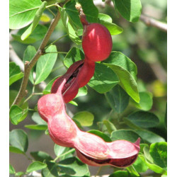 TAMARYNOWIEC MANILSKI Pithecellobium dulce