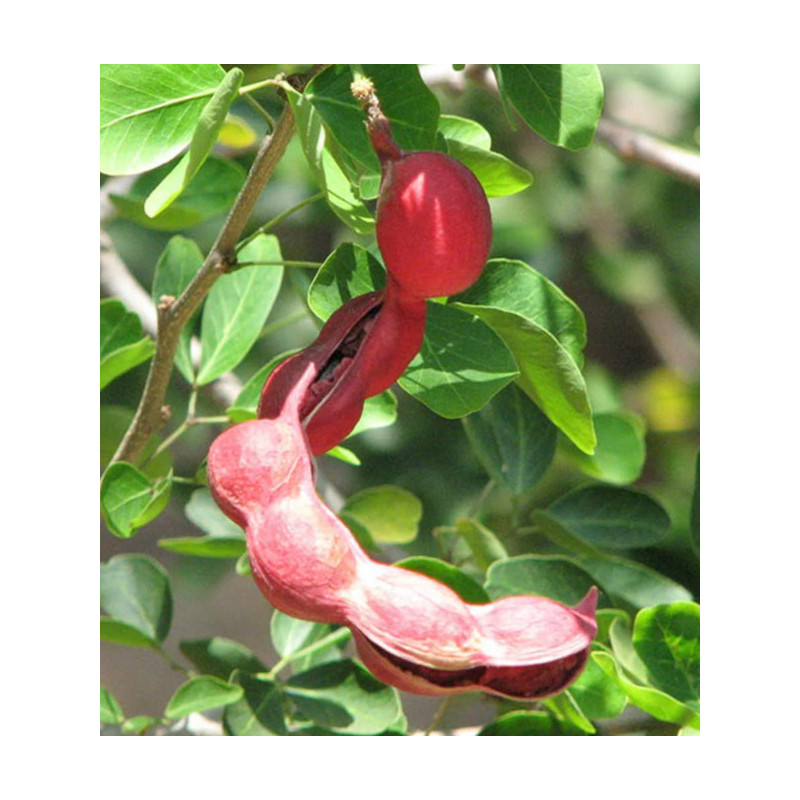 TAMARYNOWIEC MANILSKI Pithecellobium dulce