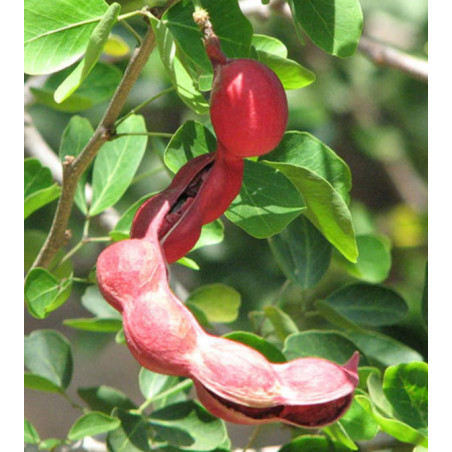 TAMARYNOWIEC MANILSKI Pithecellobium dulce