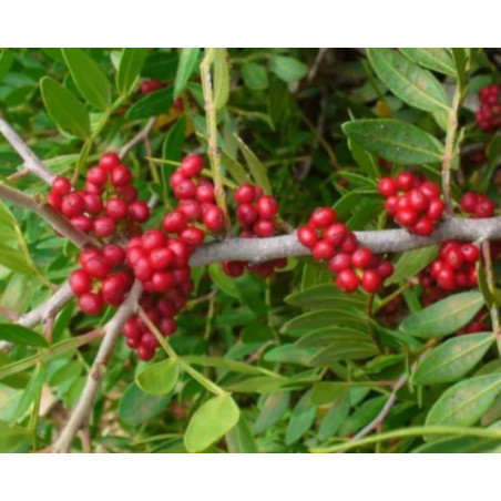 PISTACJA INTEGERRIMA Pistacia integerrima