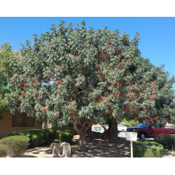 PISTACJA INTEGERRIMA Pistacia integerrima