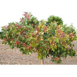 Pistacia vera