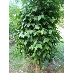 PIEPRZ CZARNY  Piper nigrum