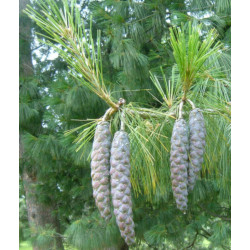 Pinus wallichiana