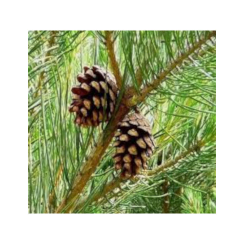 SOSNA ROXBURGHII Pinus roxburghii