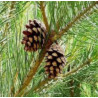 SOSNA ROXBURGHII Pinus roxburghii